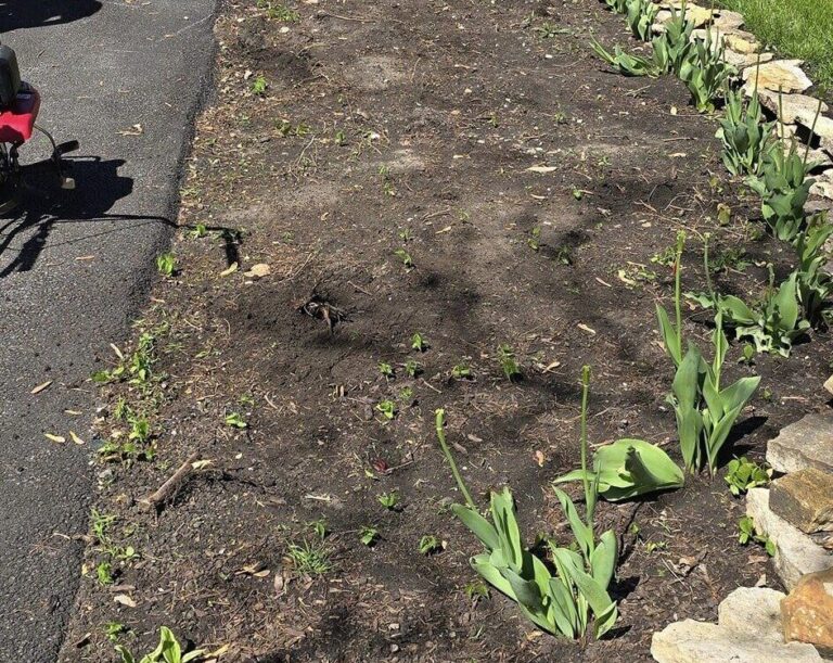 lawn area needing sod horizon land and hardscape