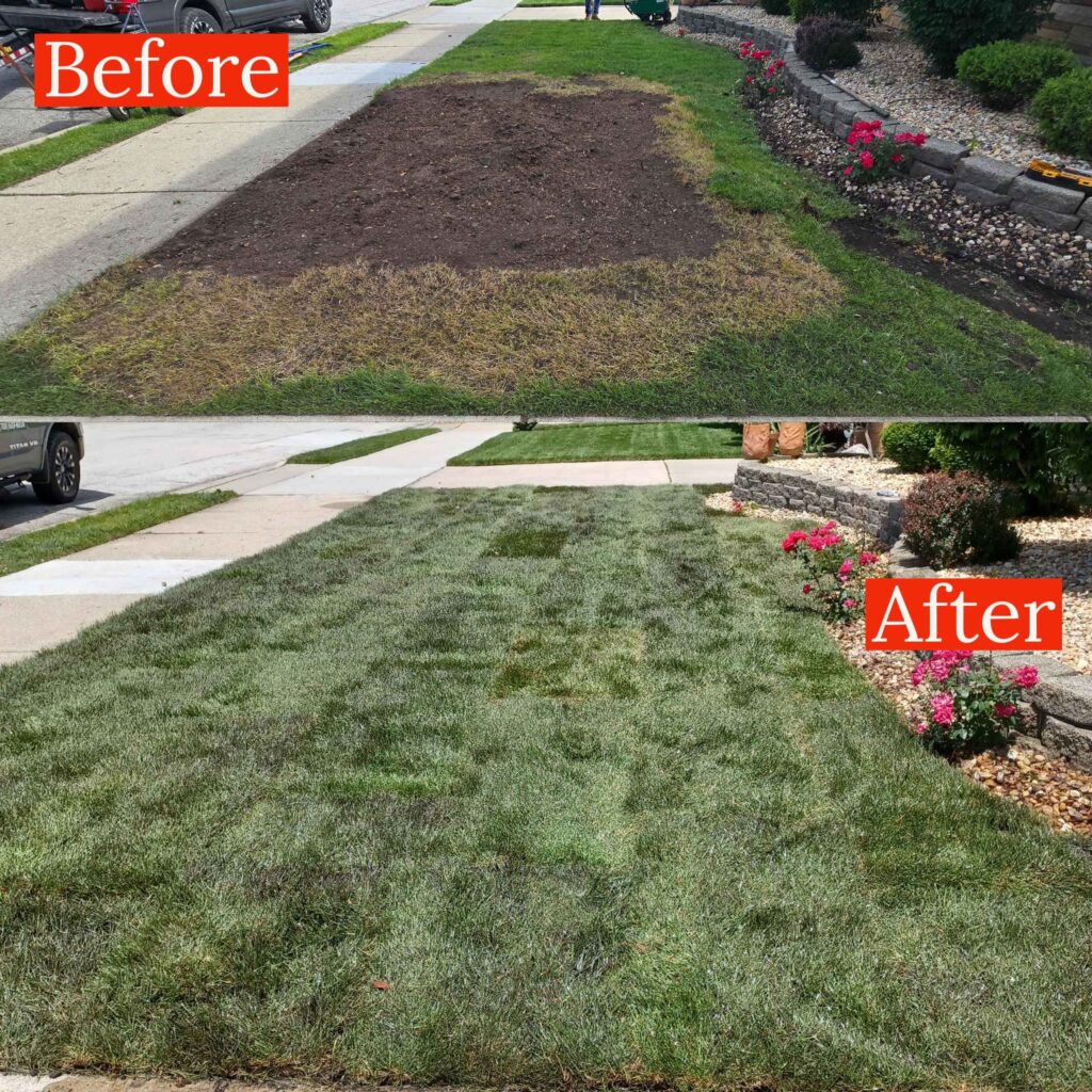 Sod Installation and Proper Watering Tips Before and After Sals Lawn and Landscape